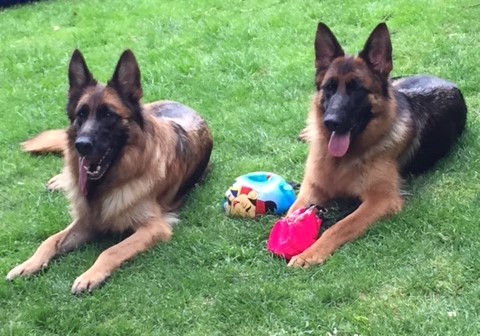 Daisy und Amy geschn.