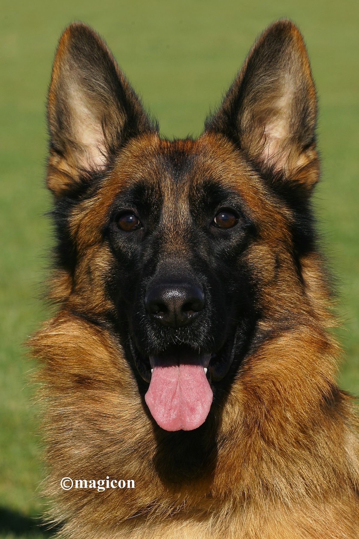 1-head- Daisy von Melanchthon2_1