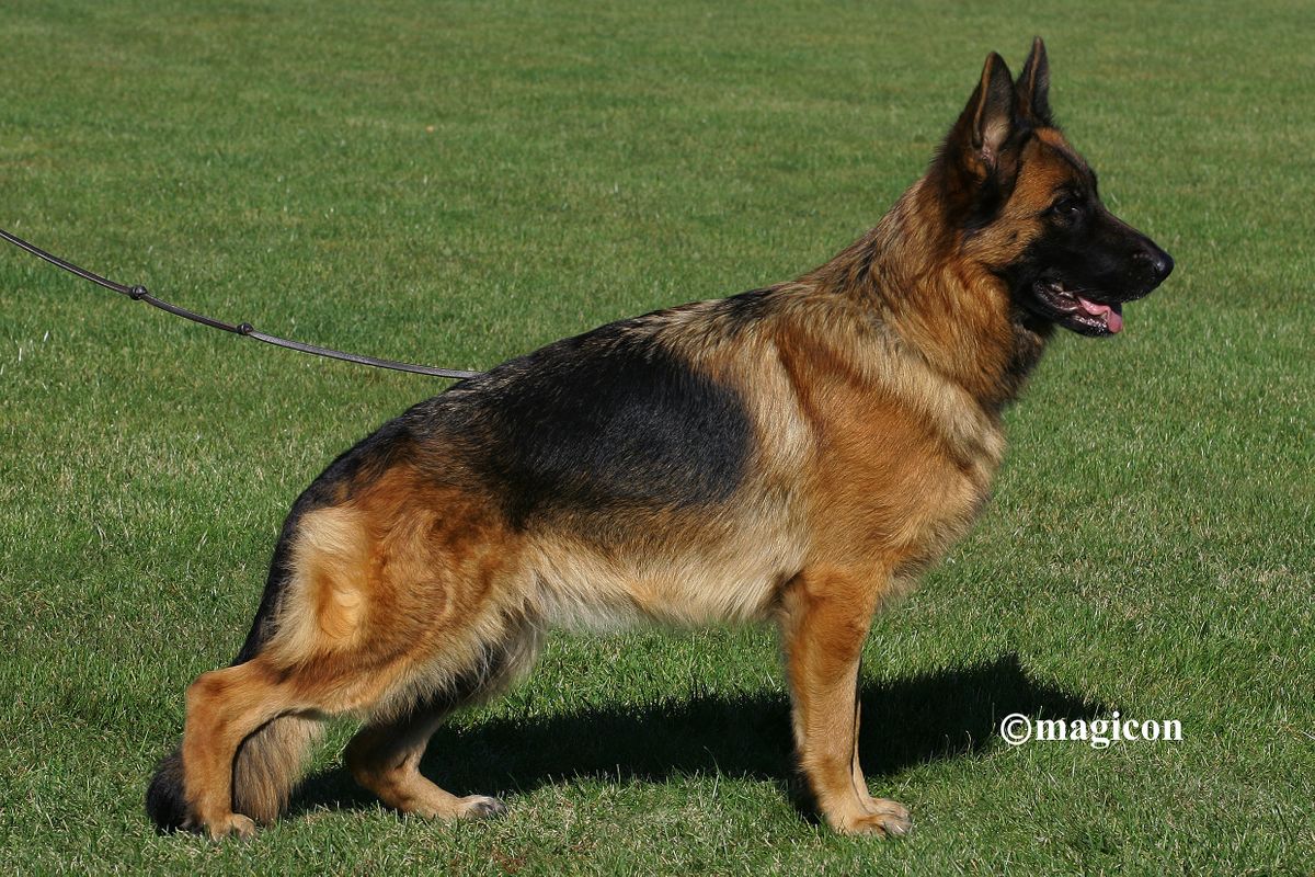 1-st- Daisy von Melanchthon