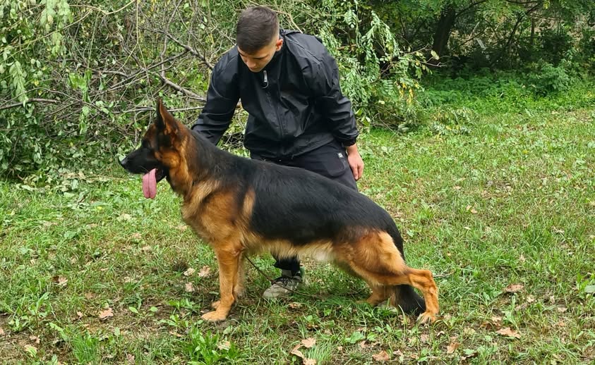 Ulivo von Melanchthon