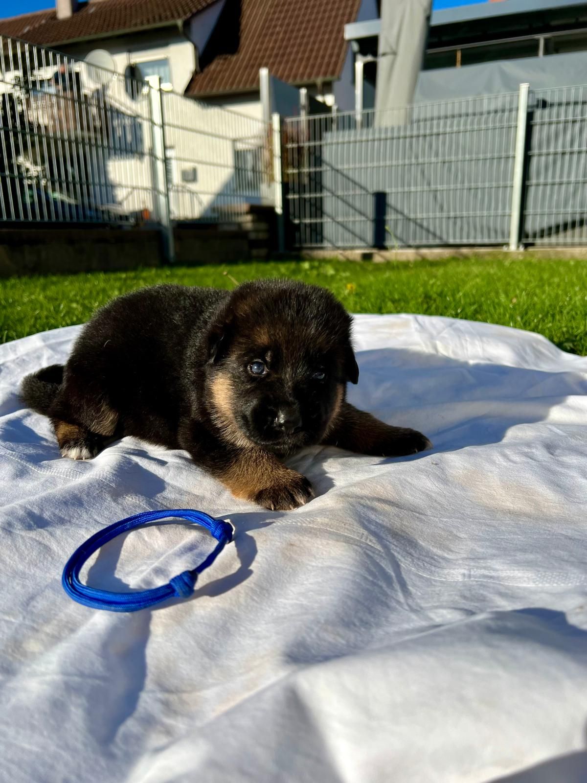 WhatsApp Bild 2025-03-22 um 22.20.08_602c01e8