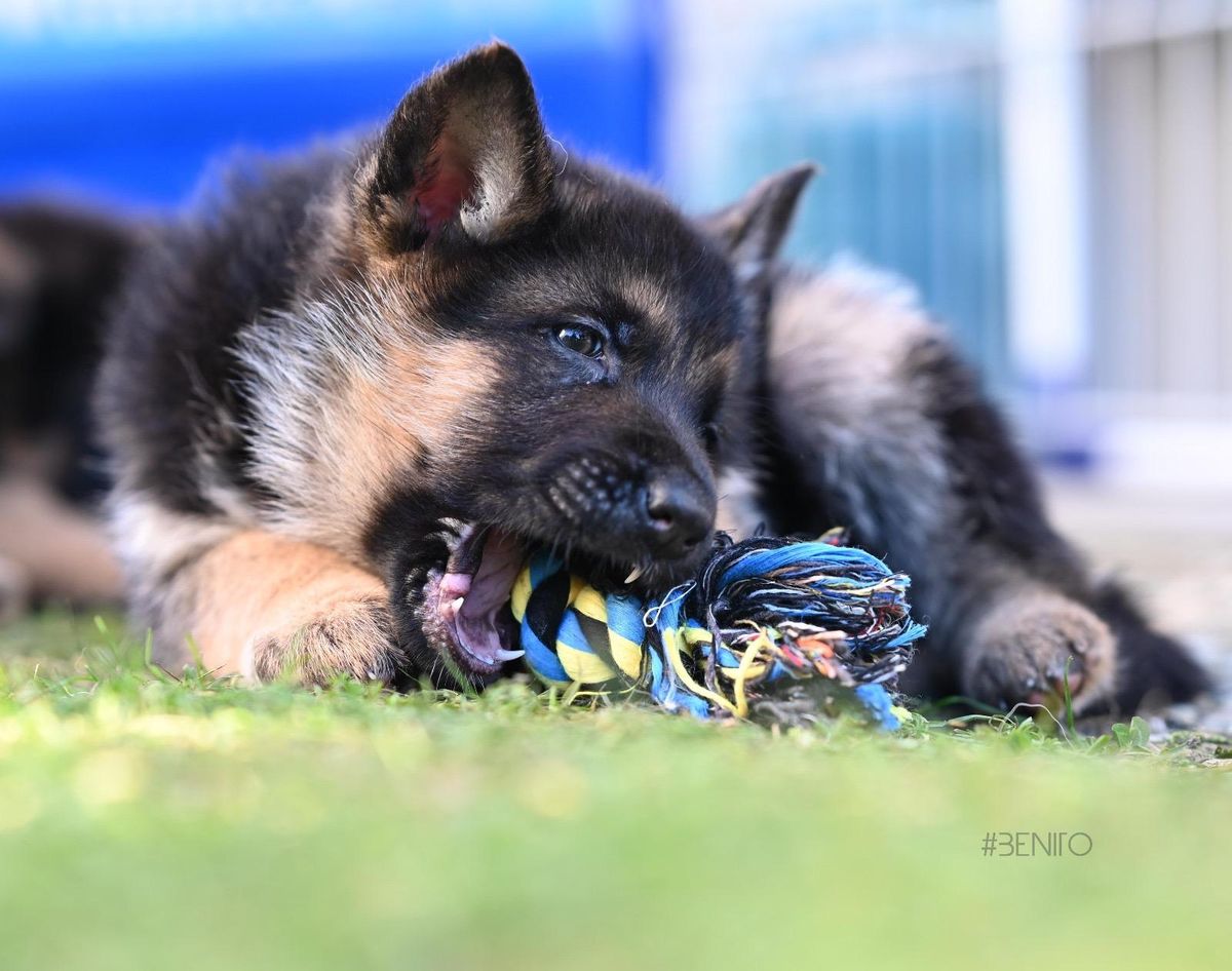 WhatsApp Bild 2025-03-22 um 22.22.15_a7883d13